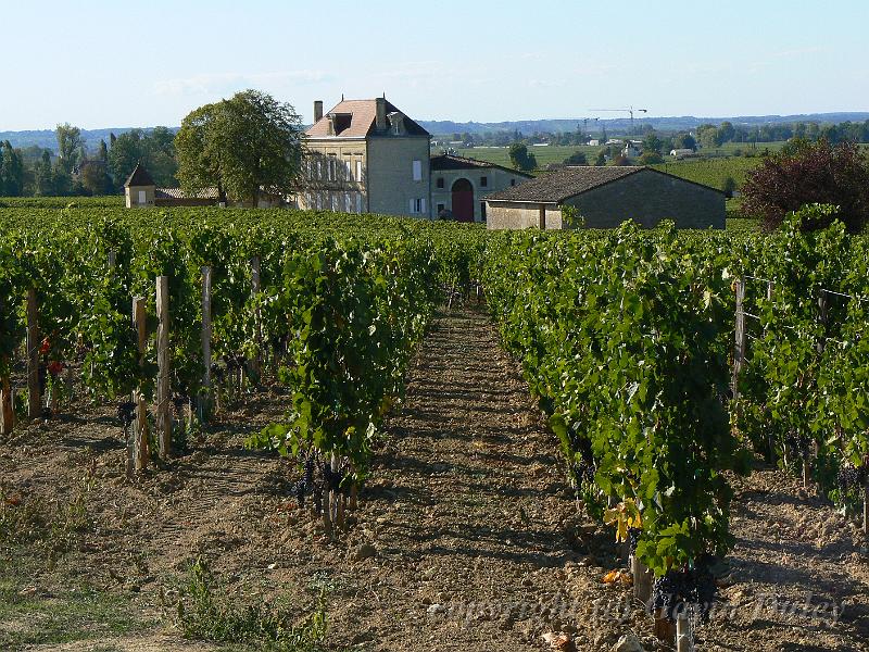 Vineyards near Saint-Émilion P1140187.JPG